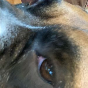 Meet your Posher, Max